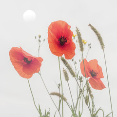 Drei rote Mohnblumen Gräser und Sonne im Morgennebel – Three Red Poppies grasses and sun in the morning mist