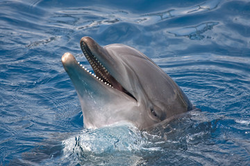 Naklejka premium Close-up of dolphin