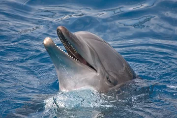 Poster de jardin Dauphin Close-up of dolphin