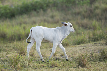 Obraz na płótnie Canvas Nelore cows in Brazil