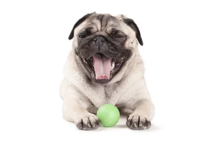 Fotobehang vrolijke blije hond, mopshond, speelt liggend met groene bal, geisoleerd op witte achtergrond © monicaclick