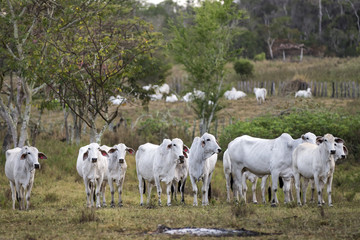 Obraz na płótnie Canvas Nelore cows in Brazil