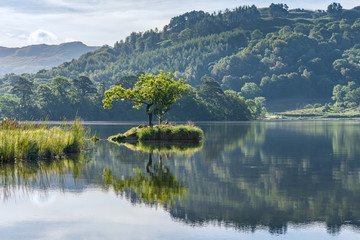 A lone tree on an island reflected in the lake at Rydal Water in the English Lake District.
