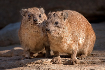 Rock hyrax or Cape hyrax (Procavia capensis)