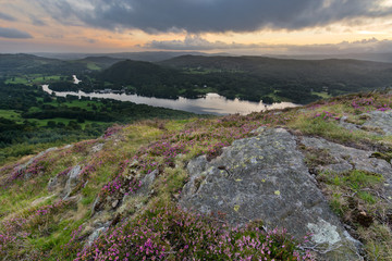 Fototapeta na wymiar Heather on Gummers How, Windermere, Lake District with beautiful sunset in background.