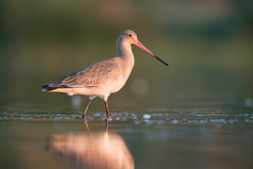 Black-tailed godwit (Limosa limosa)