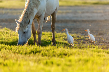White camargue horse and two cattle erget by the lagoon - obrazy, fototapety, plakaty