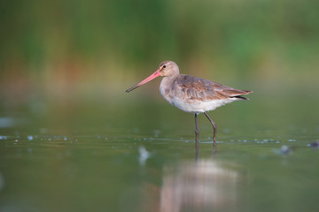 Black-tailed godwit (Limosa limosa)