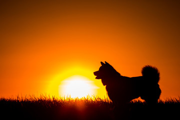 Silhouette of a Akita Inu dog at golden sunset.