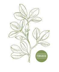 Fenugreek. Shambala. Helba.  trigonella foenum-graecum, medicinal plant. Herbs collection. handmade. vector - obrazy, fototapety, plakaty