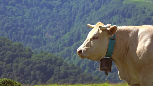 Cow standing on mountain, Pyrenees, France