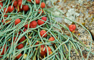 Ephedra monosperma