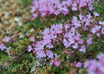  Baikal Thymus