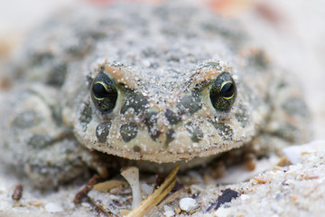 Pseudepidalea viridis on the sand close up