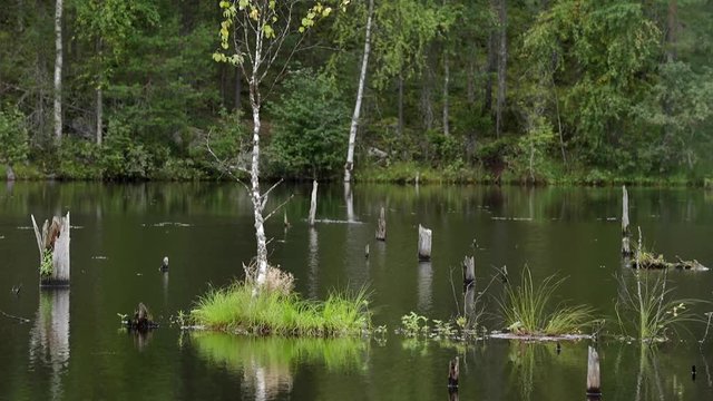 Swamp Forest with Tree Trunks and Flow Water.