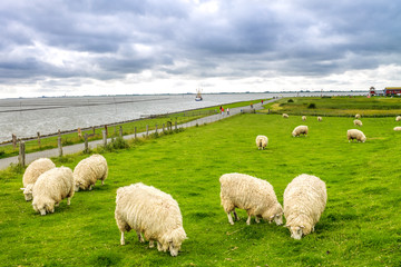 Schafe auf einem Deich, Nordsee 