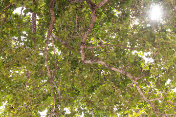 Sunlight through leaves alatus.