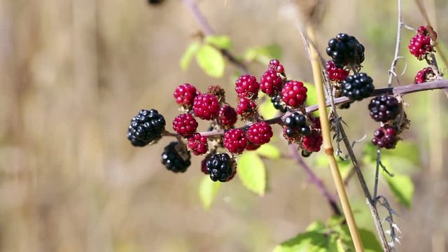 wild blackberries in nature on a summer day