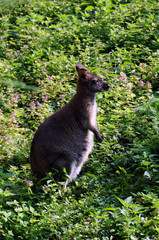 Small kangaroo among nettles