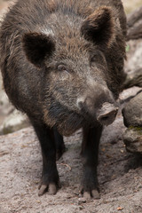 Wild boar (Sus scrofa).