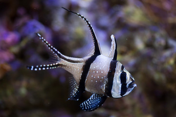Banggai cardinalfish (Pterapogon kauderni).
