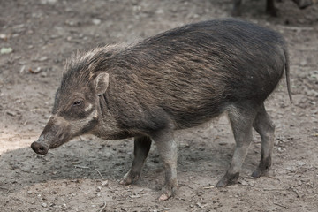 Visayan warty pig (Sus cebifrons).