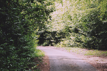 English tree lined lane going through the countryside Vintage Re