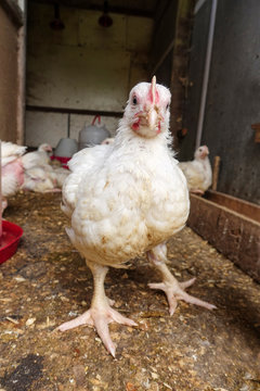 broiler Chickens