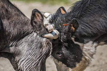 cows playing