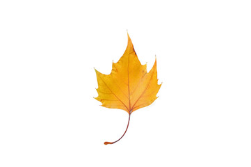 Leaf on white background