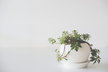 Green home plant in ceramic pot on white