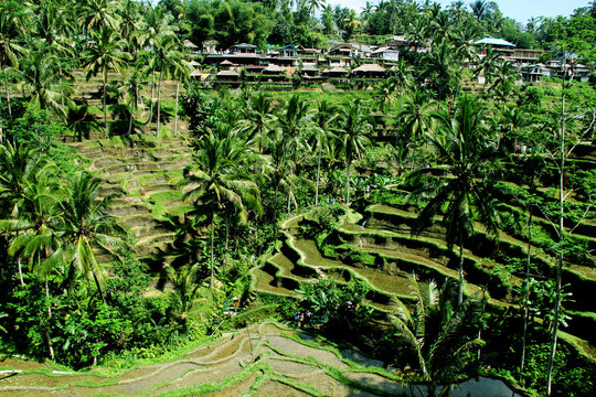 Tegallalang Reisfeld, rice field Bali