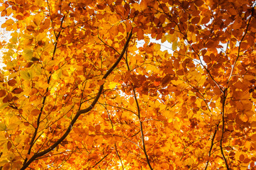 Yellow leaves on tree. Autumn wallpaper.