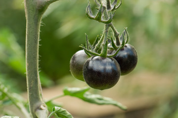 Kumato: black tomatoes growing on tomato plant