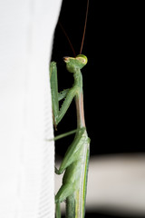 Mantis on White Curtains