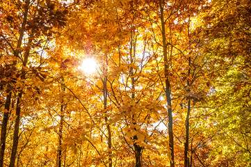 Yellow leaves on tree. Autumn wallpaper.