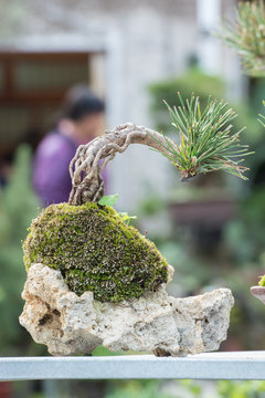 Red pine