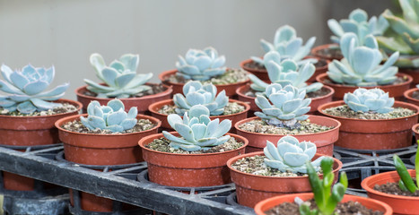 Echeveria