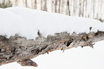 Obraz premium old rough rustic fence, made of logs, covered with snow