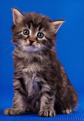 Fototapeta na wymiar Siberian little kitten