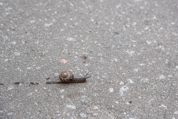 snail on asphalt