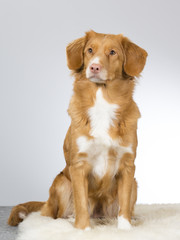 Nova scotia duck tolling retriever portrait. Image taken in a studio.