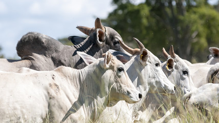 Nelore cows in Brazil