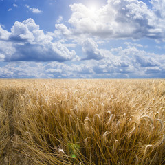 Wheat field and blue sky