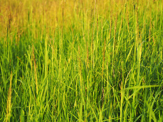 Meadow grass at sunset