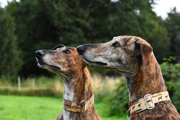 zwei aufmerksame Galgos