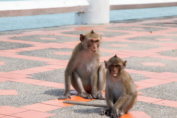 Monkey playing floor footpath