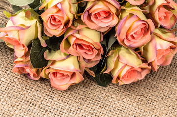 Pink roses on canvas background