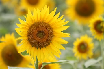 Fototapeta premium ヒマワリ畑