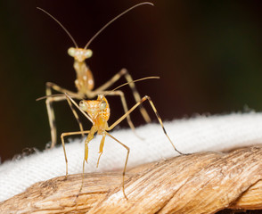 macro shot of praying mantis.